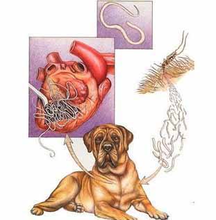 Дирофиляриоз у собак симптомы и лечение