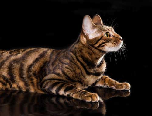 Тойгер кошка описание породы