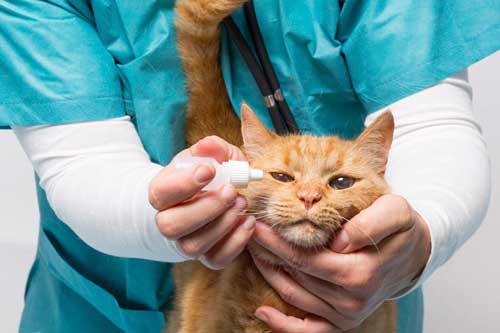 Как лечить конъюнктивит у кошек в домашних условиях?