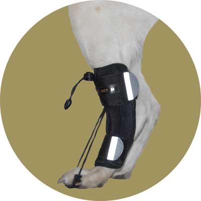 Картинка фиксатор-стабилизатор для задних лап для собак от Zooplaneta.shop