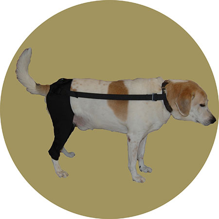 Картинка для собак наколенник для лап от Zooplaneta.shop