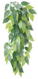 Растение для террариума Ficus