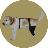 Бандаж коленного сустава для собаки
